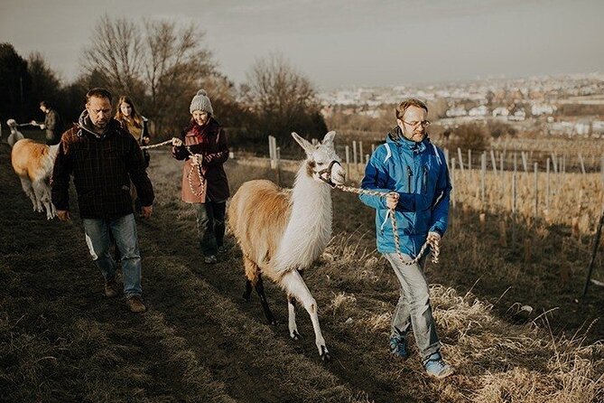 Alpaca and llama hike Moedling near Vienna - Starting at Messerern in Mödling