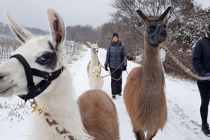 Alpaca and llama hike Moedling near Vienna - A public hike with a personal animal