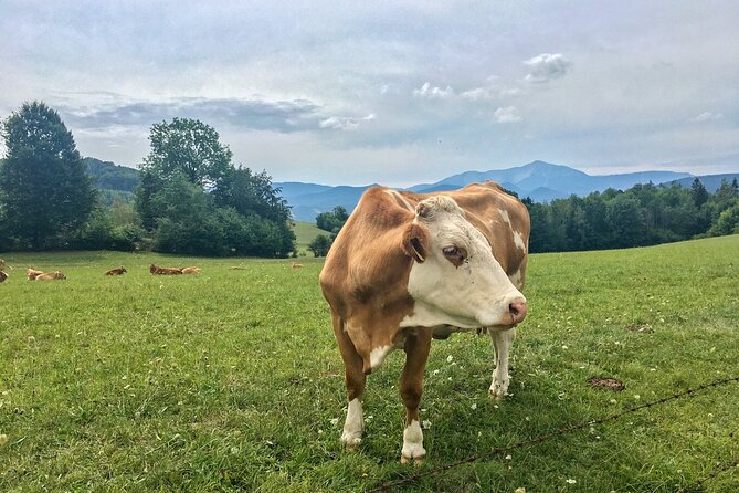 Exploring the Gutenstein Alps - Key points to know before you book