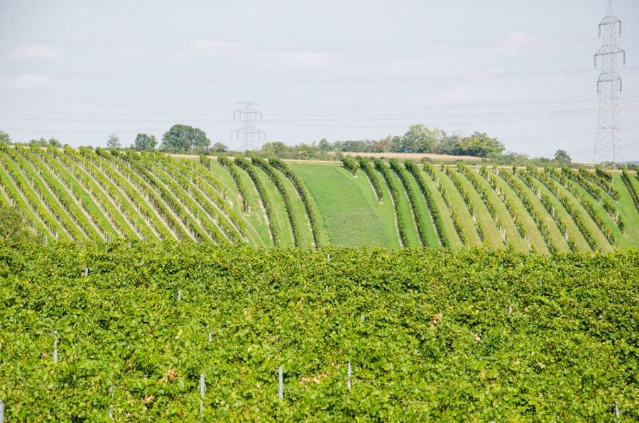 From Vienna: Half-day Countryside Wine Tour with Meal - Timing, transport, and the real value of $141
