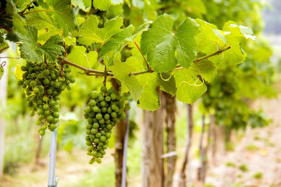 Grape Grazing: Wachau Valley Winery Biking Tour - Returning to Krems and Vienna