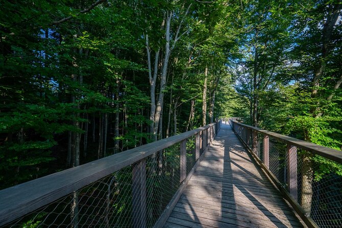 Immersive Private Tour: Hallstatt After the Crowds & Treetop Path - Walking through the Salzkammergut treetops