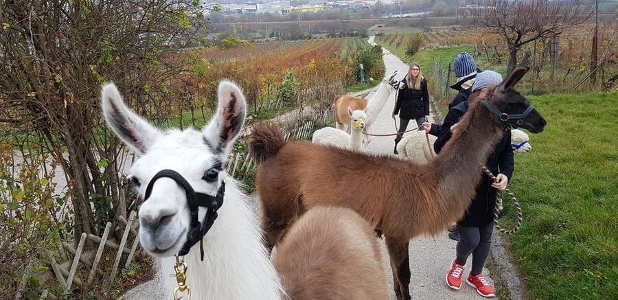 Mödling/Vienna: Scenic Guided Hike with Alpacas and Llamas - Meeting the Middle Earth Herd