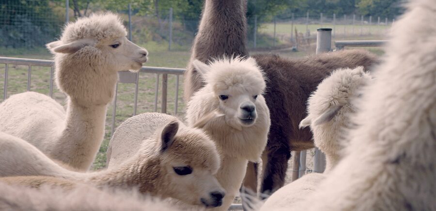 Mödling/Vienna: Scenic Guided Hike with Alpacas and Llamas - The Scenic Rest Stop in the Fields