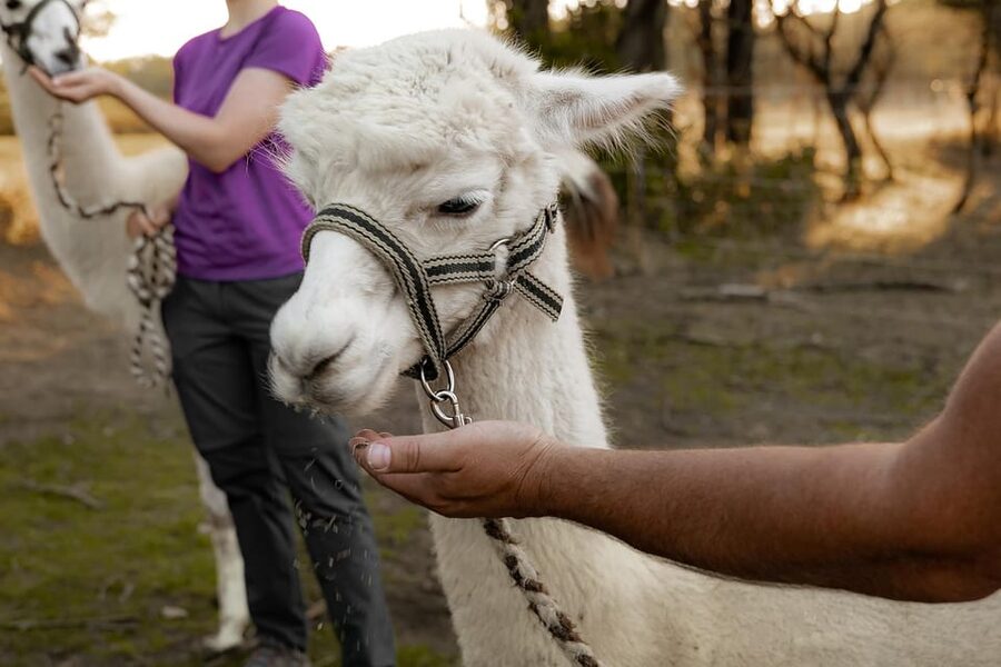 Mödling/Vienna: Scenic Guided Hike with Alpacas and Llamas - The Return Walk and Farm Finish