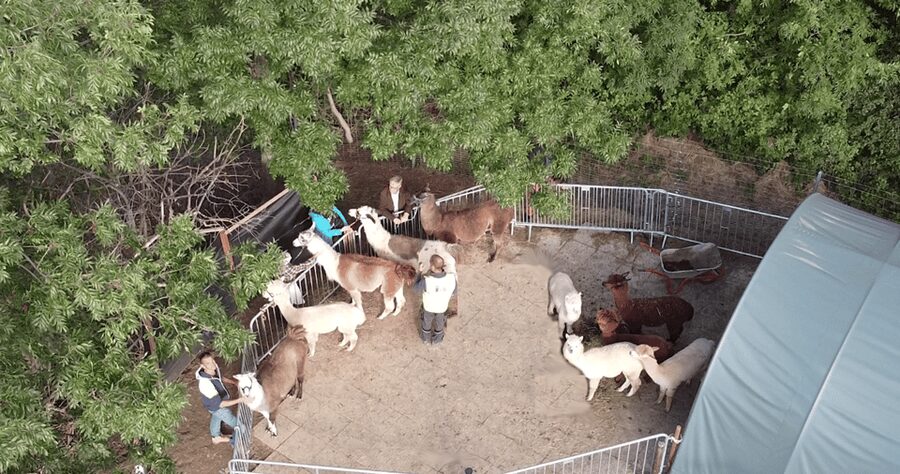 Mödling/Vienna: Scenic Guided Hike with Alpacas and Llamas - Who Will Get the Most From This Walk