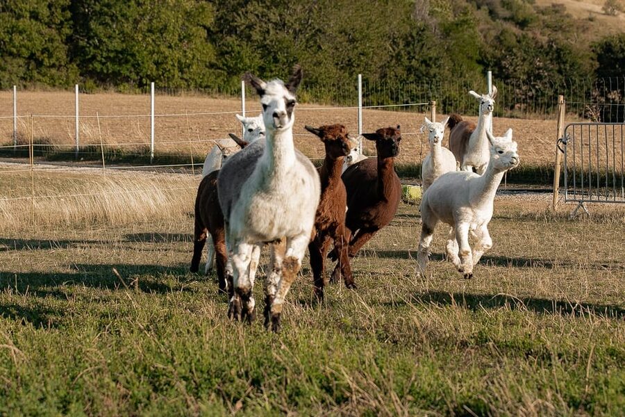Mödling/Vienna: Scenic Guided Hike with Alpacas and Llamas - Is $58 a Fair Price?
