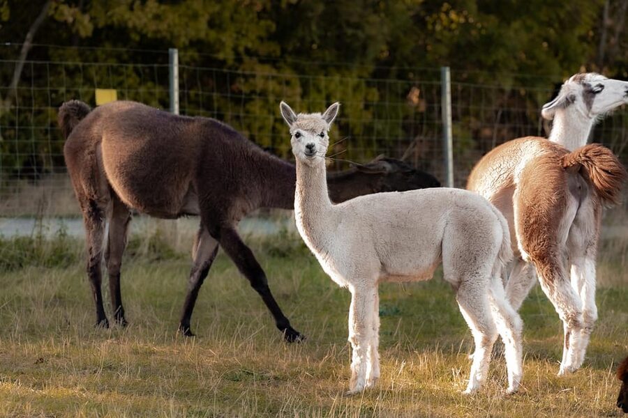 Mödling/Vienna: Scenic Guided Hike with Alpacas and Llamas - The First 35 Minutes Through Mödling’s Countryside