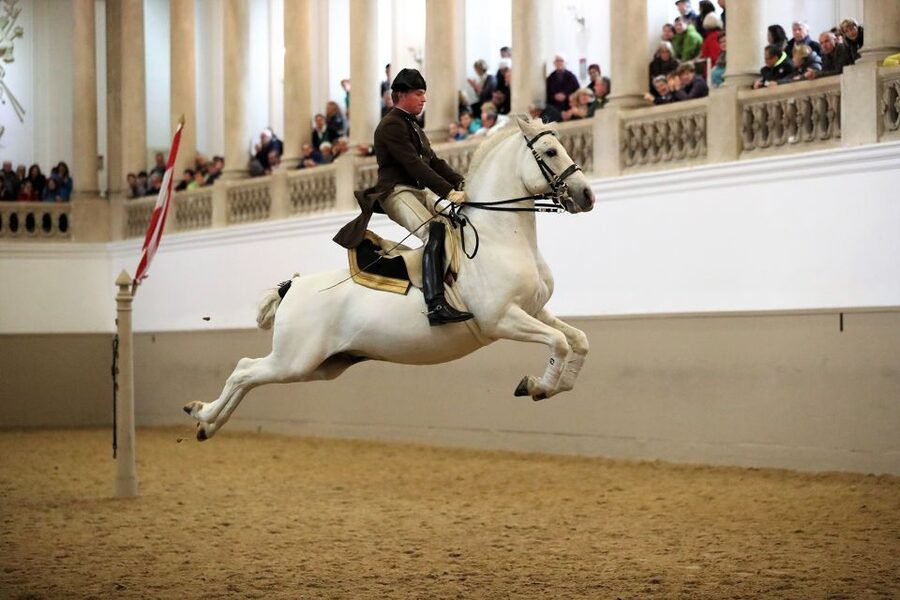Performance Of The Lipizzans At Spanish Riding School - Key points about the Lipizzan performance