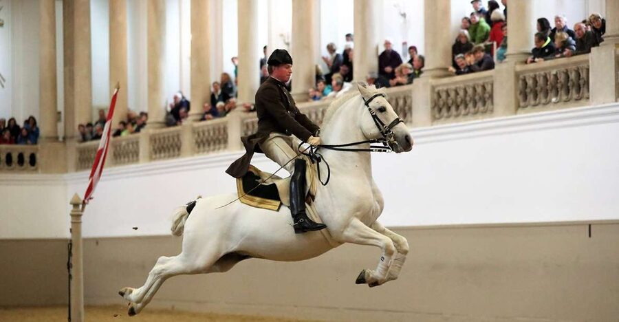 Performance Of The Lipizzans At Spanish Riding School - What the High School of Classical Horsemanship means