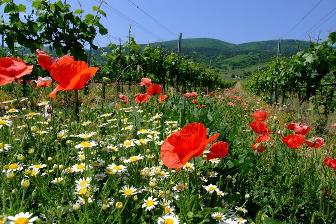 Private Vienna Woods Wine Tour - Key points to know before booking