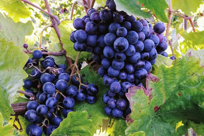 Private Vienna Woods Wine Tour - Gumpoldskirchen and the traditional wine tavern