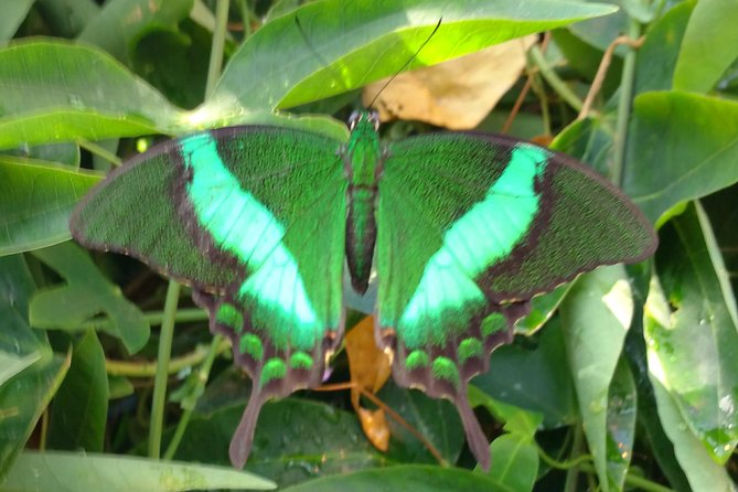 Schmetterlinghaus - Imperial Butterfly House Vienna Admission Ticket - Key points to know before you go