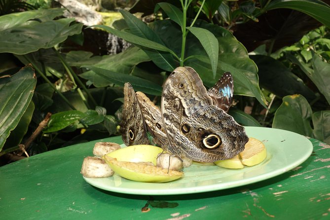 Schmetterlinghaus - Imperial Butterfly House Vienna Admission Ticket - How long should you allow?