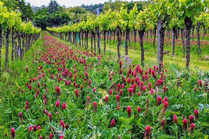 Small-group Vienna Wine Tour - Meeting point, timing, and practical planning