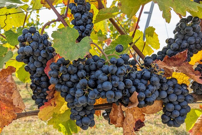 Small-group Vienna Wine Tour - Walking through Vienna’s vineyards