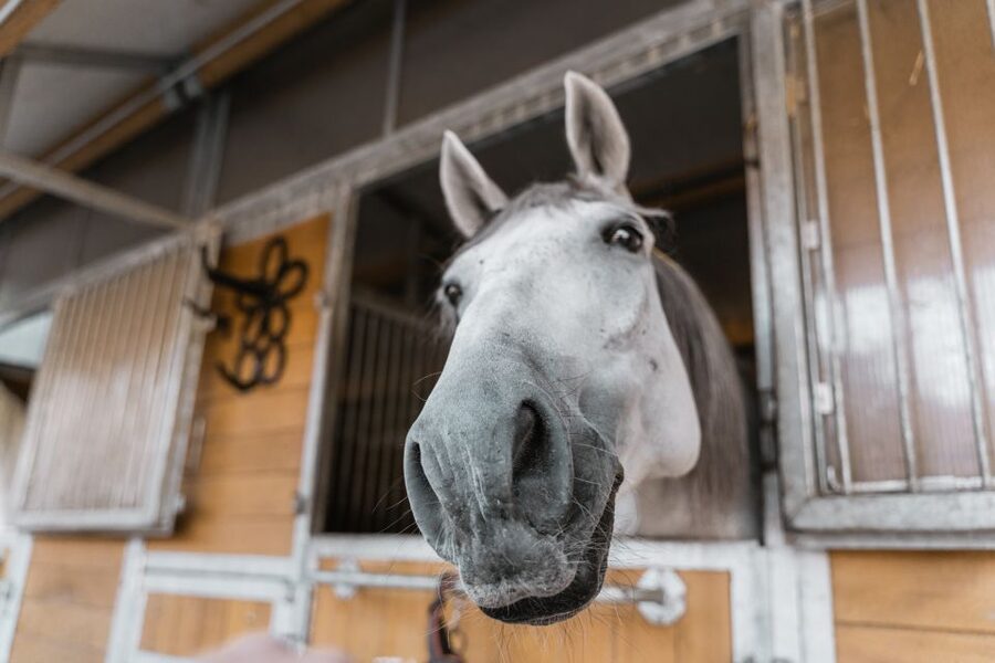 Vienna: Secrets of the Fiaker & Horse-Drawn Carriage Ride - The carriage ride through St. Marx and Vienna’s Ringstraße