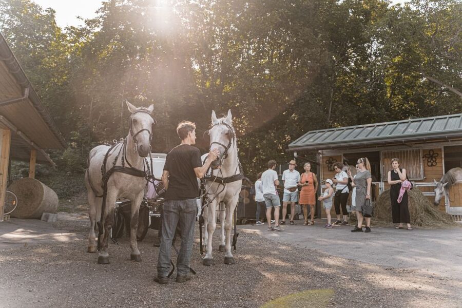 Vienna: Secrets of the Fiaker & Horse-Drawn Carriage Ride - Is $38 a good value?