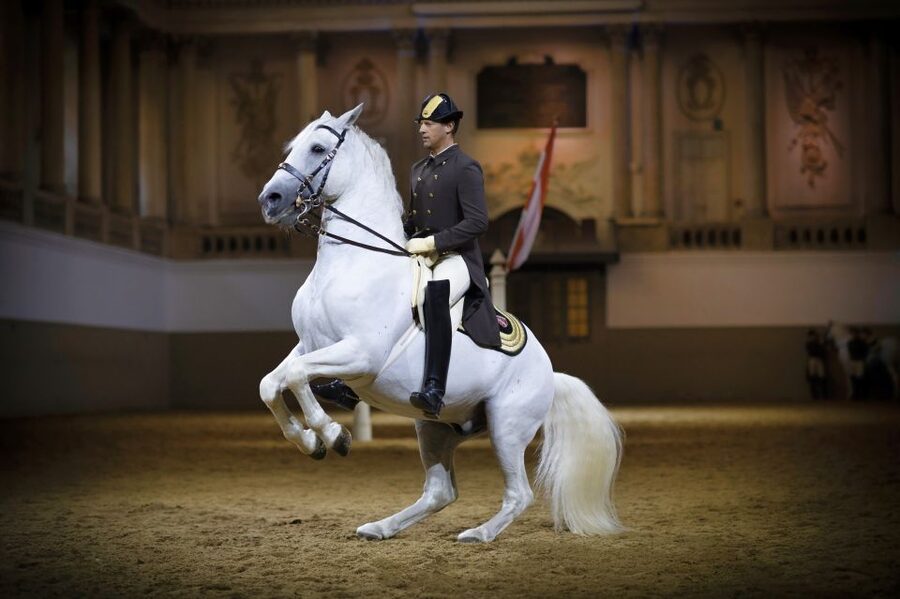 Vienna: Spanish Riding School 45-Minute Performance Show - Why the horses are the real attraction