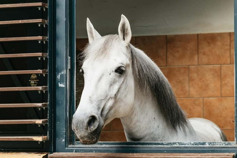 Vienna: Spanish Riding School Guided Architectural Tour - Why the Spanish Riding School’s Roof Is the Real Surprise