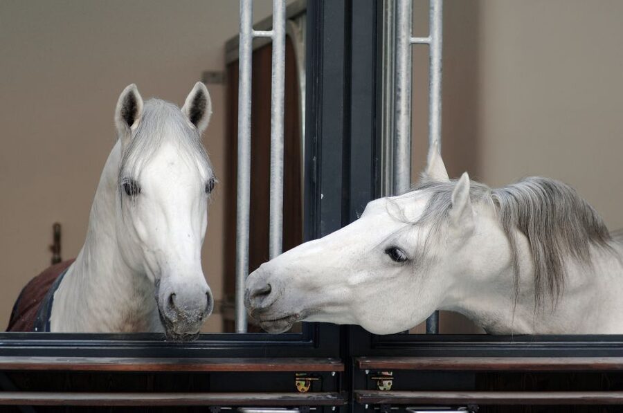Vienna Spanish Riding School Guided Tour - The Winter Riding School and its Baroque setting