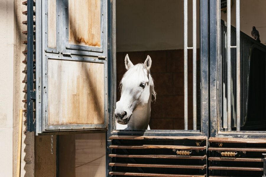 Vienna Spanish Riding School Guided Tour - The tack room and the practical side of performance