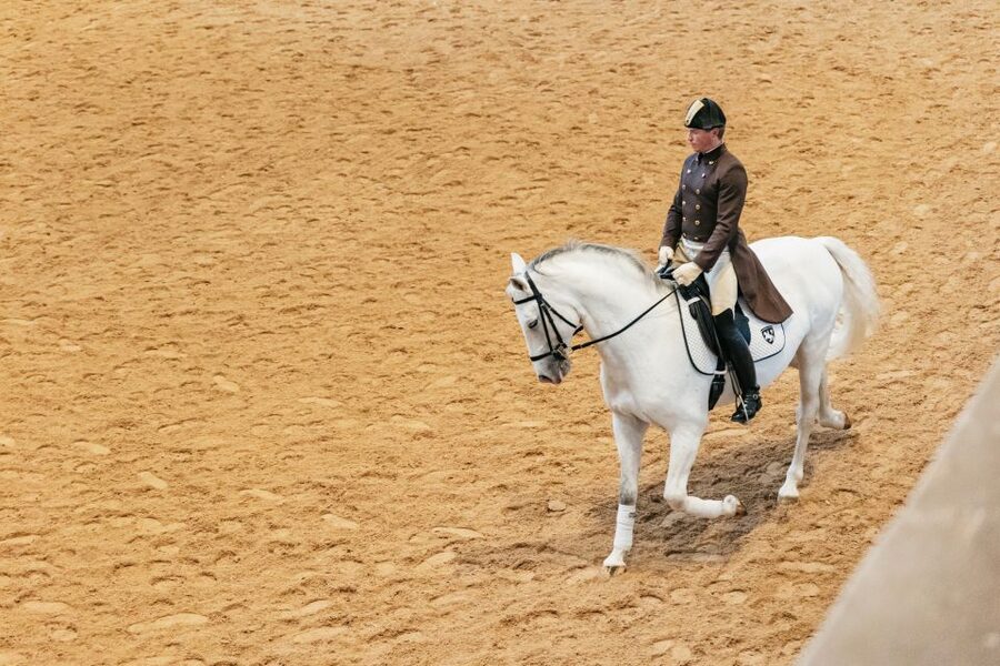 Vienna: Spanish Riding School Training - Ways to get more from the hour