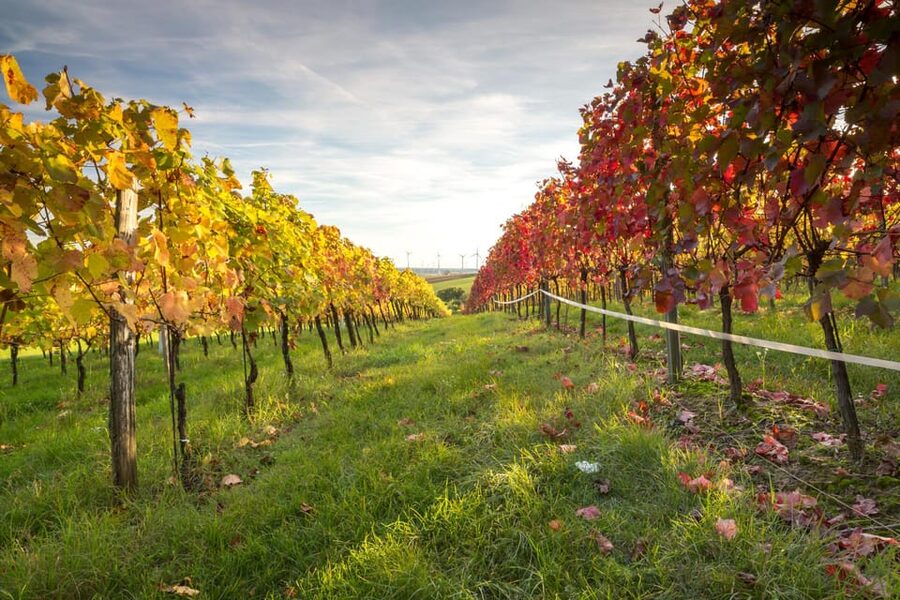 Vienna: Vienna Woods Tour with Underground Lake and Wine - Who will enjoy this half-day trip?