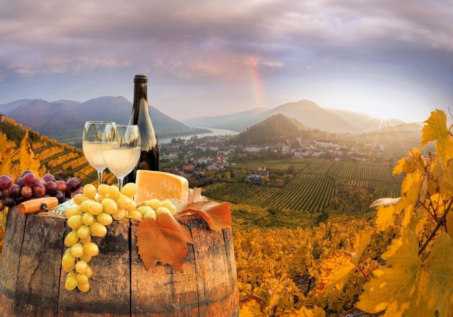 Vienna: Winery and Wine Tasting Tour with a Wine Expert - Who should choose this wine tour?
