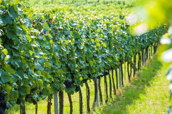 Wachau Valley Kayak & Wine Tour - Lunch in a small historic hamlet